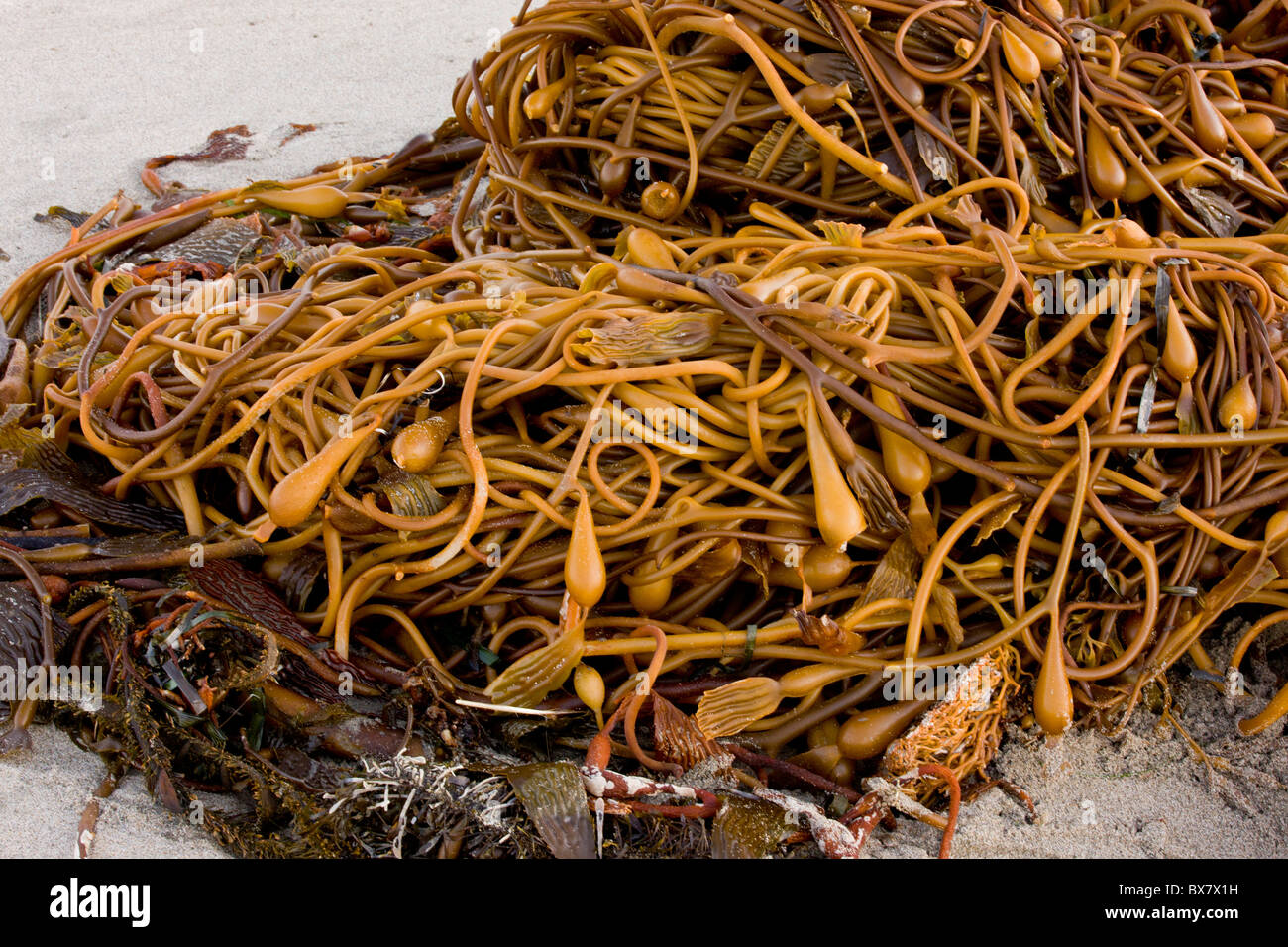 Giant Kelp Macrocystis pyrifera, with pneumatocysts (air bladders) washed up from Pacific after a storm, California Stock Photo