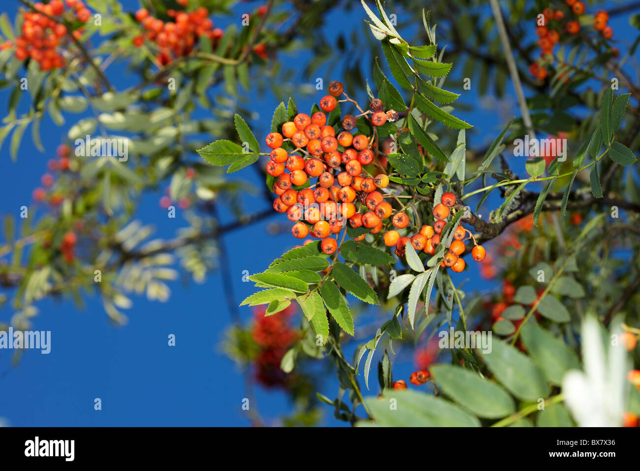 Rowan Berries (Sorbus aucupari) on a mountainside in Wales, UK Stock Photo