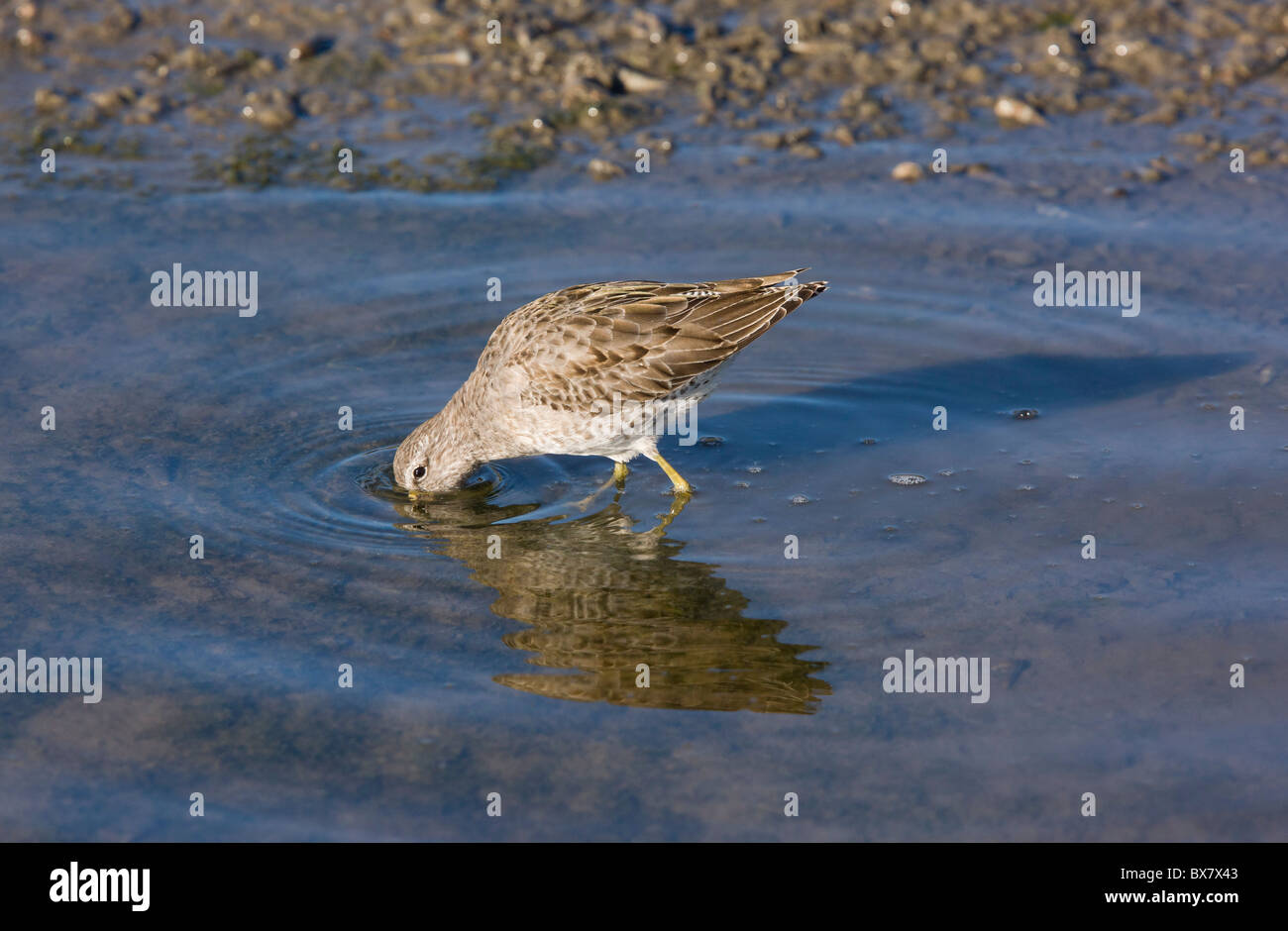 Short-billed Dowitcher Limnodromus griseus feeding in lagoon, winter, Elkhorn Slough, California. Stock Photo