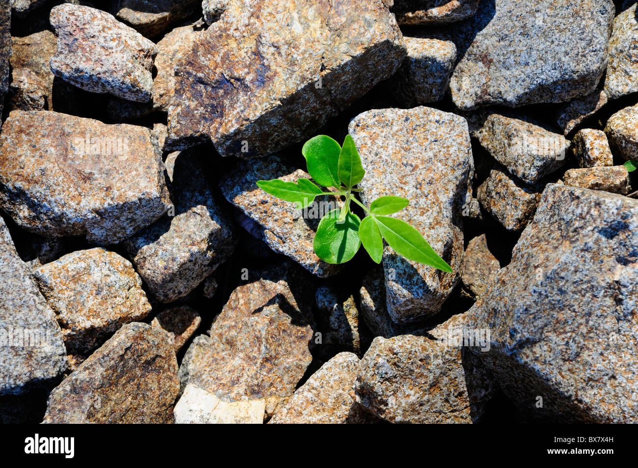 Small plant growing and breaking through field of rocks Stock Photo