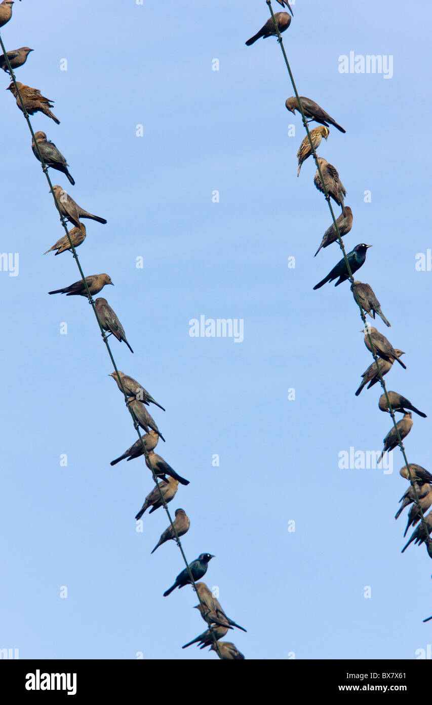 Brewer's Blackbirds, Euphagus cyanocephalus, mainly immatures gathered on telephone wire, winter; Central Valley, California. Stock Photo