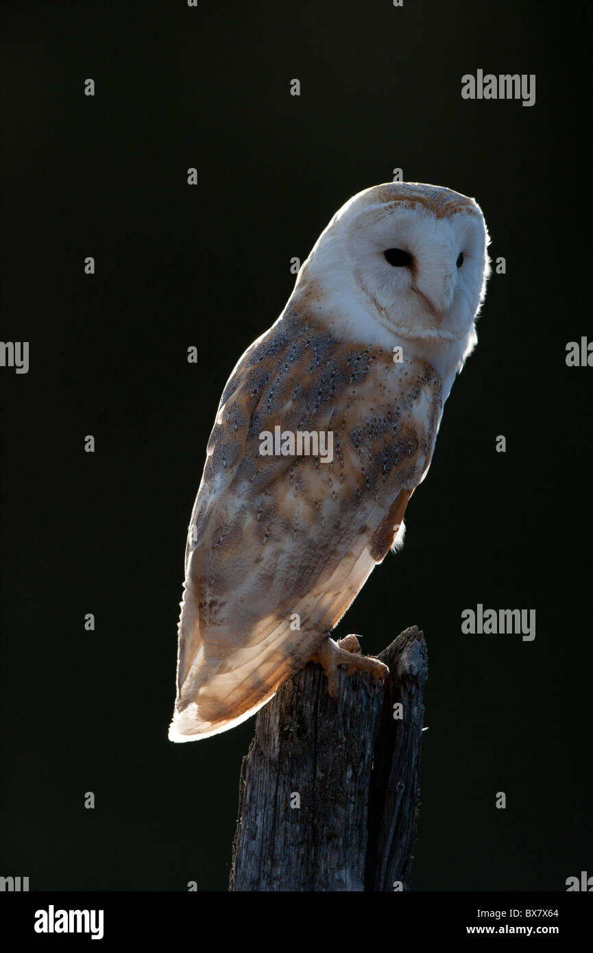 Barn Owl Tyto Alba Ssp Alba Male Stock Photo 33365644 Alamy