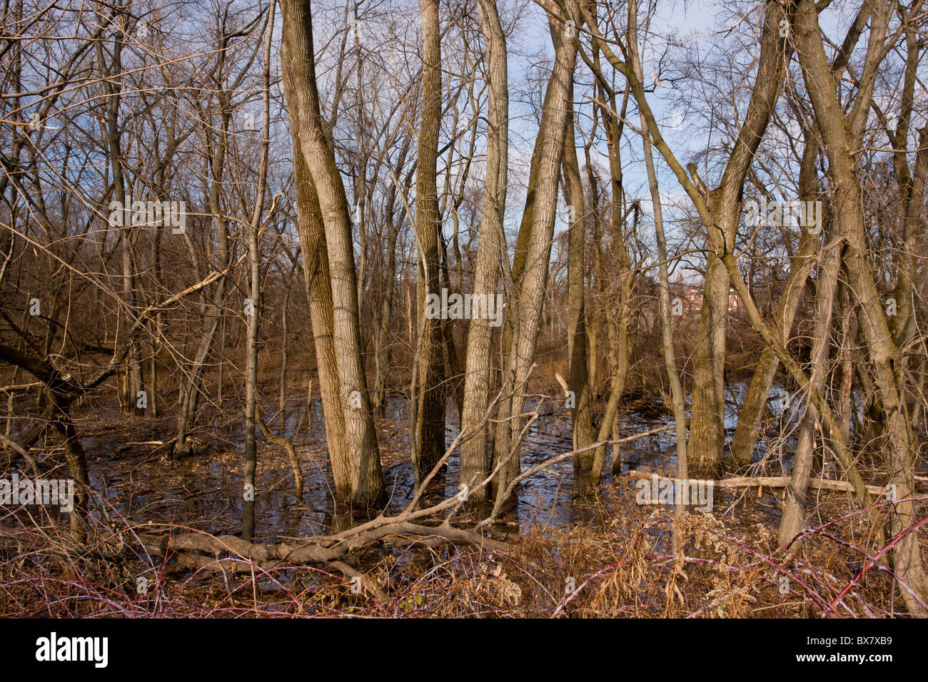 Valley woodland of Eastern Cottonwood (poplar) trees along the Mohawk River, near Albany, New York State. Stock Photo