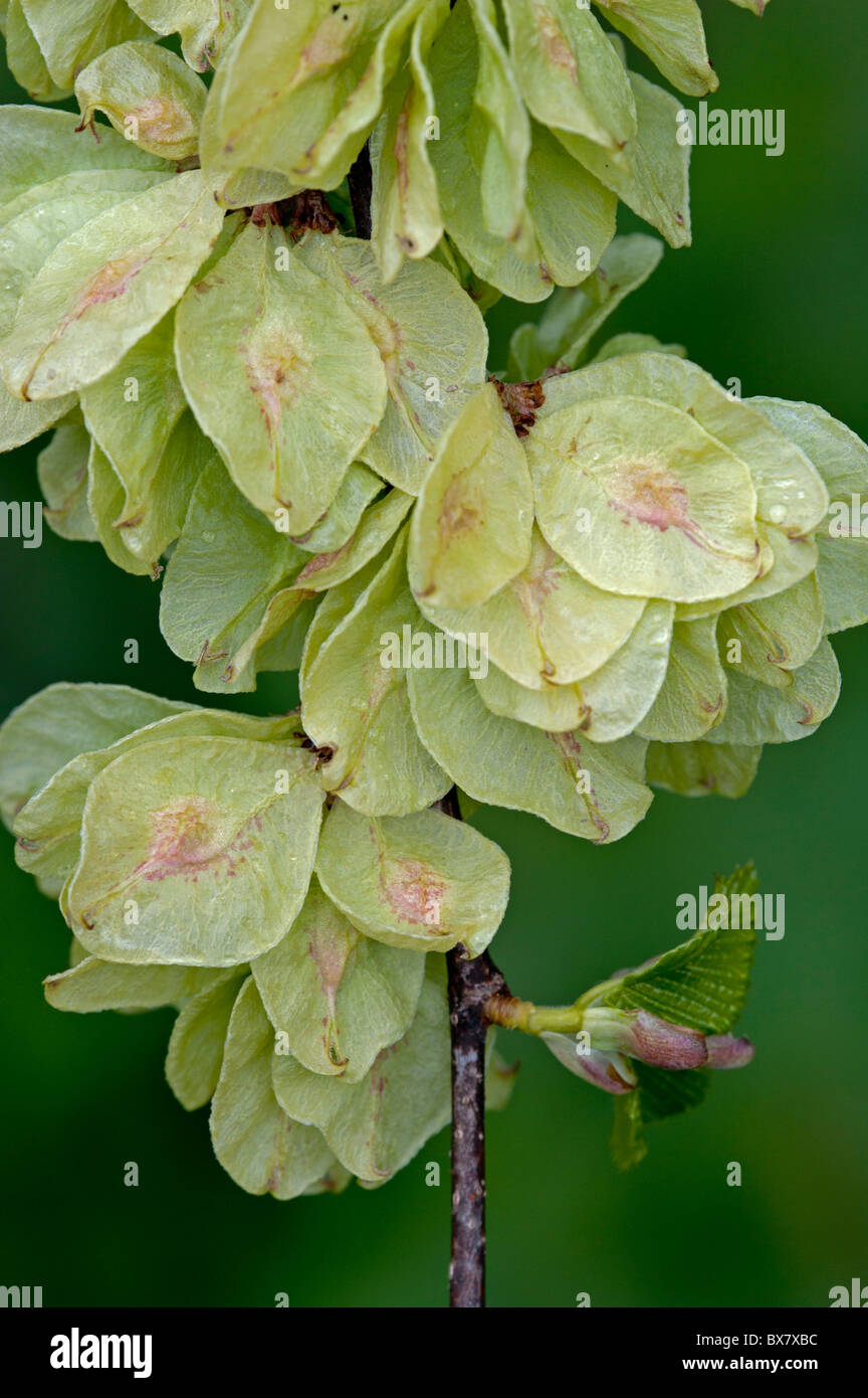 Whych Elm (Ulmus glabra), fruits Stock Photo