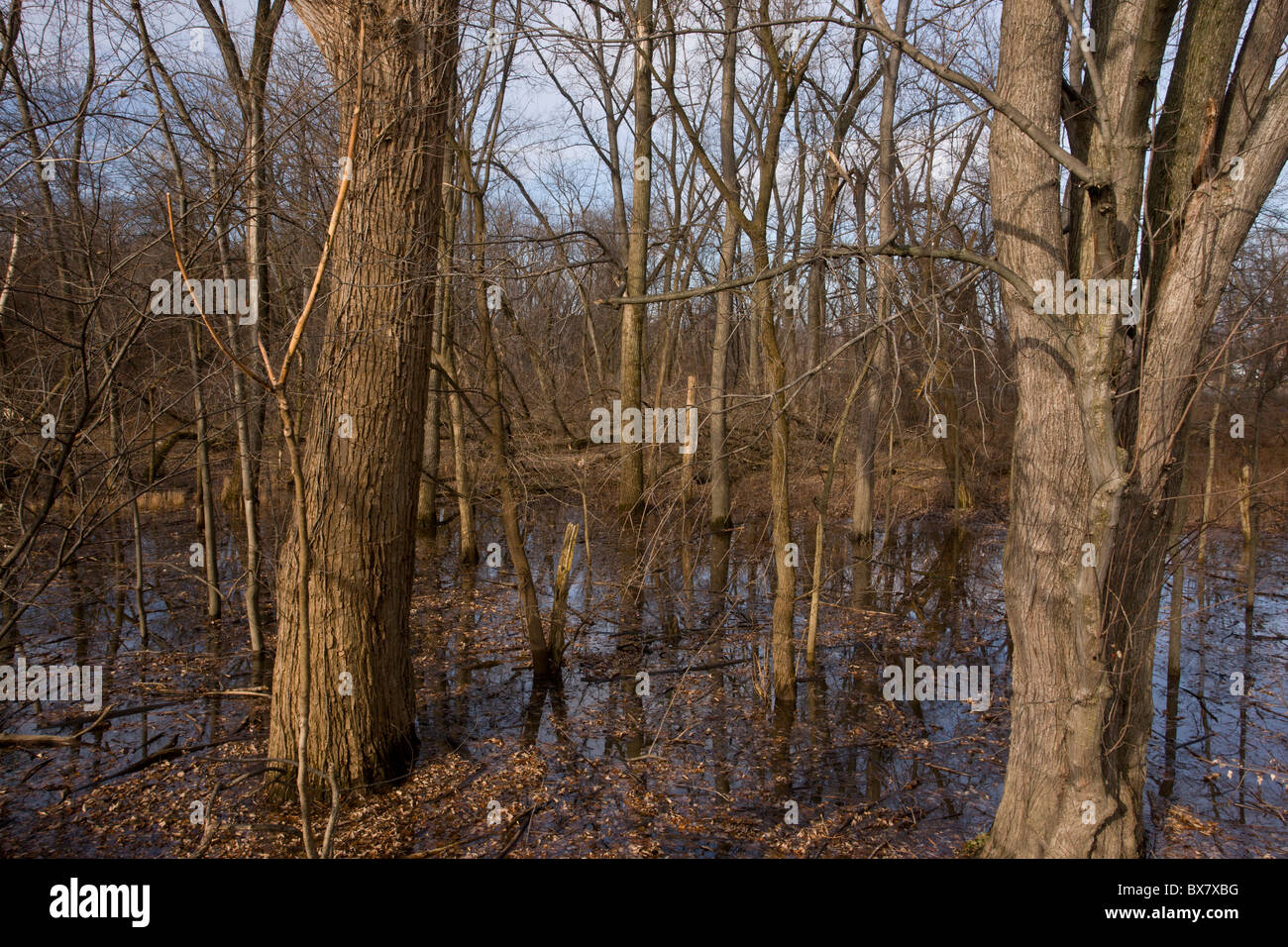 Valley woodland of Eastern Cottonwood (poplar) trees along the Mohawk River, near Albany, New York State. Stock Photo