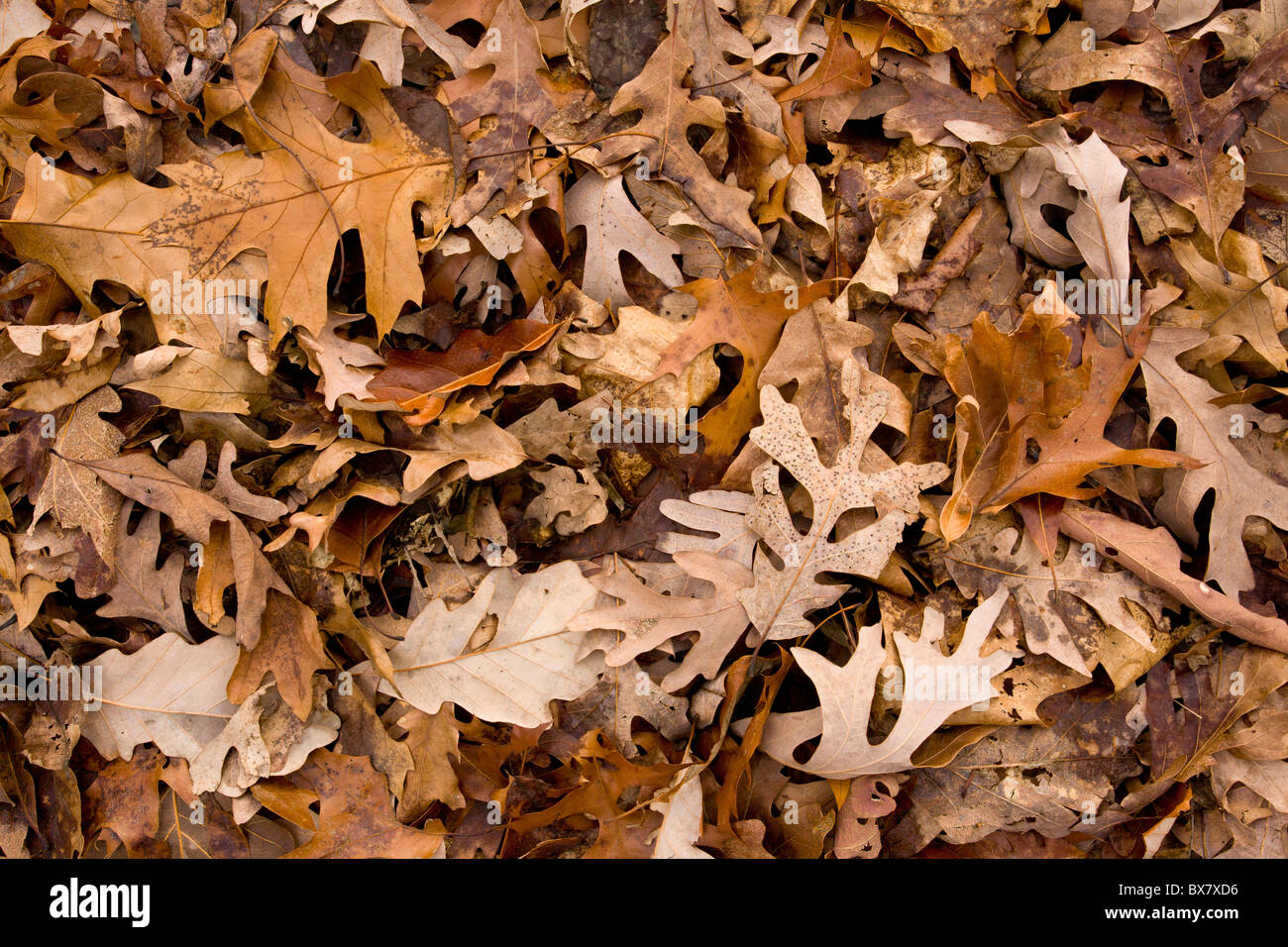 Fallen leaves of White Oak and Northern Red Oak, Peebles Island, New York State. Stock Photo