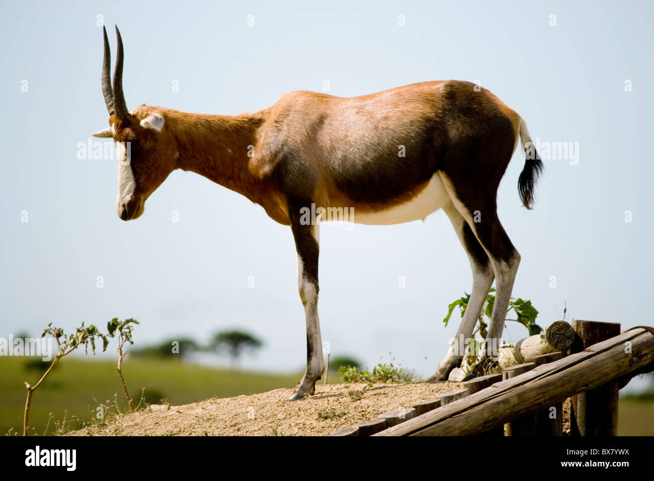 Buck standing on an old cattle loading ramp Stock Photo - Alamy