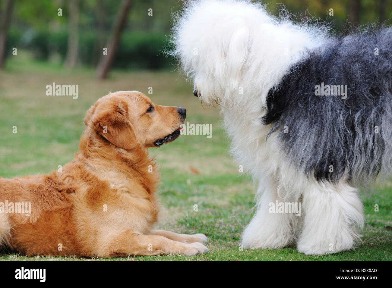 Pastor Ingles  Old english sheepdog, English sheepdog, Sheepdog