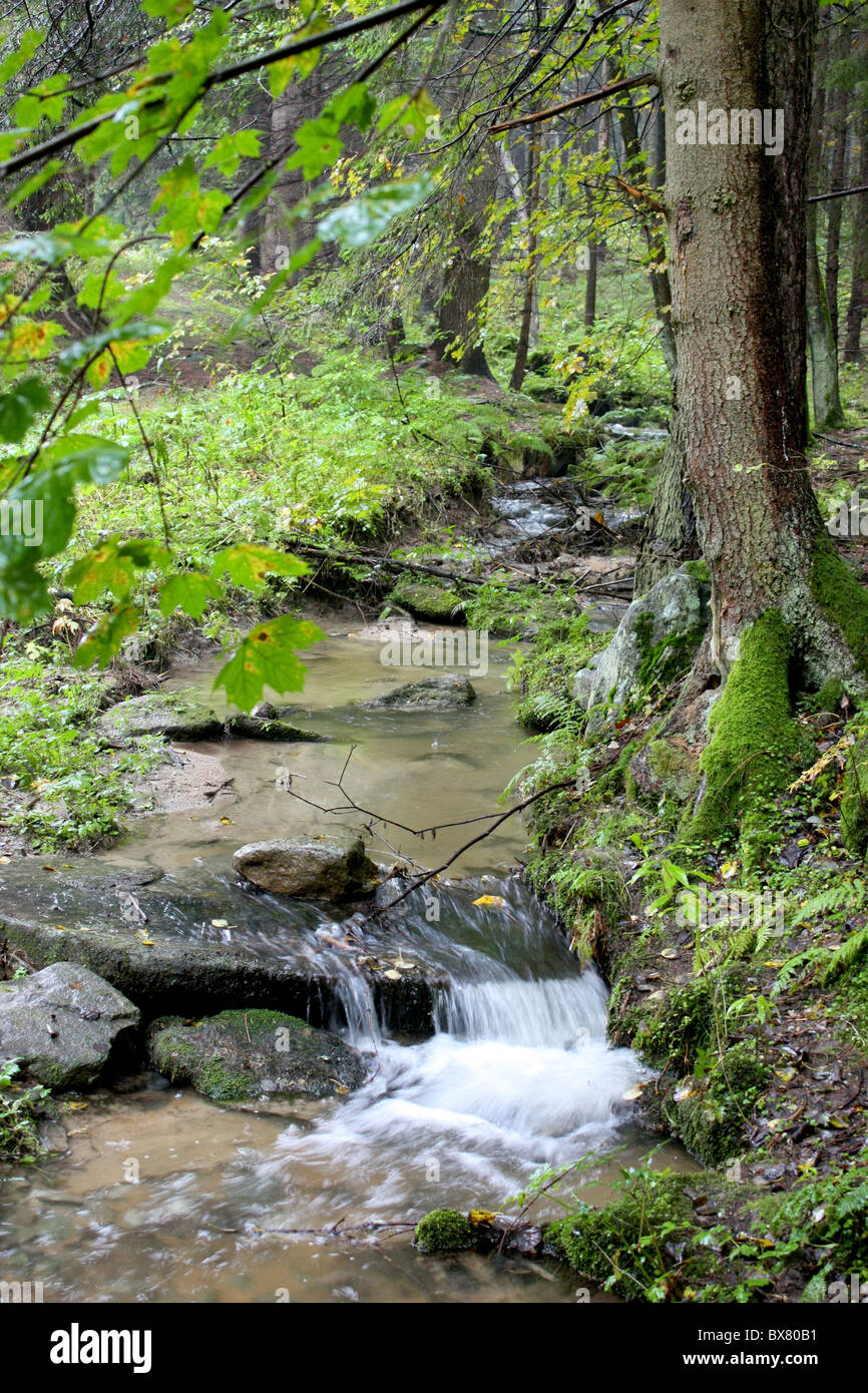 Nice and peacefull little river in a quiet forest in Czech Republic Stock Photo