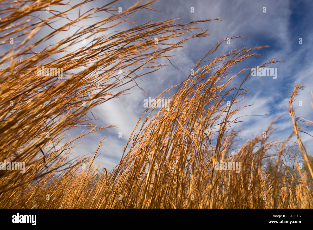 Wheatgrass against cloudy blue sky at Spiro Mounds Archeological Site in Oklahoma, USA. Stock Photo