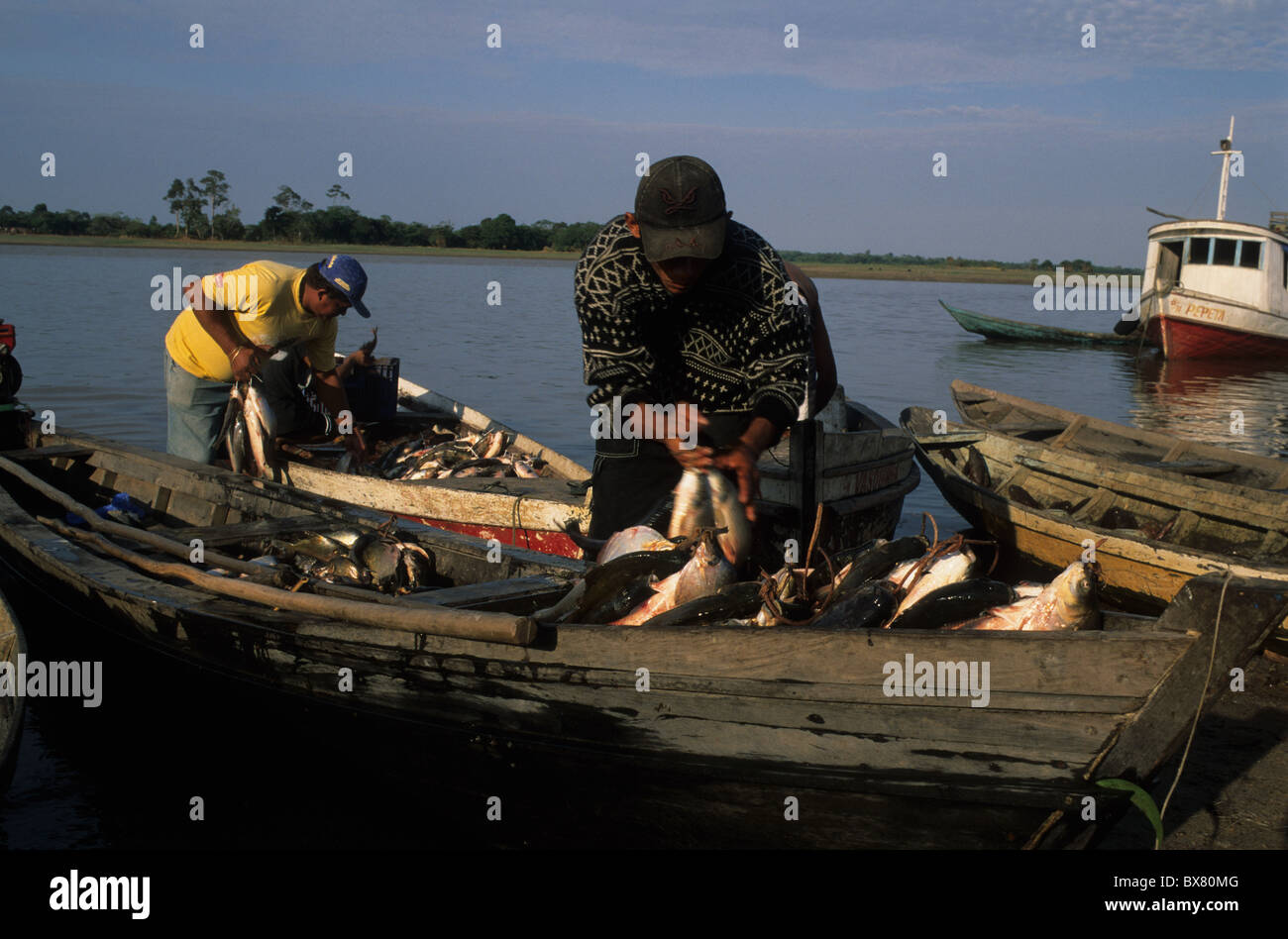 Fishermen unloading fish in the Amazon River.ALENQUER State of Pará. BRAZIL (Amazon) Stock Photo