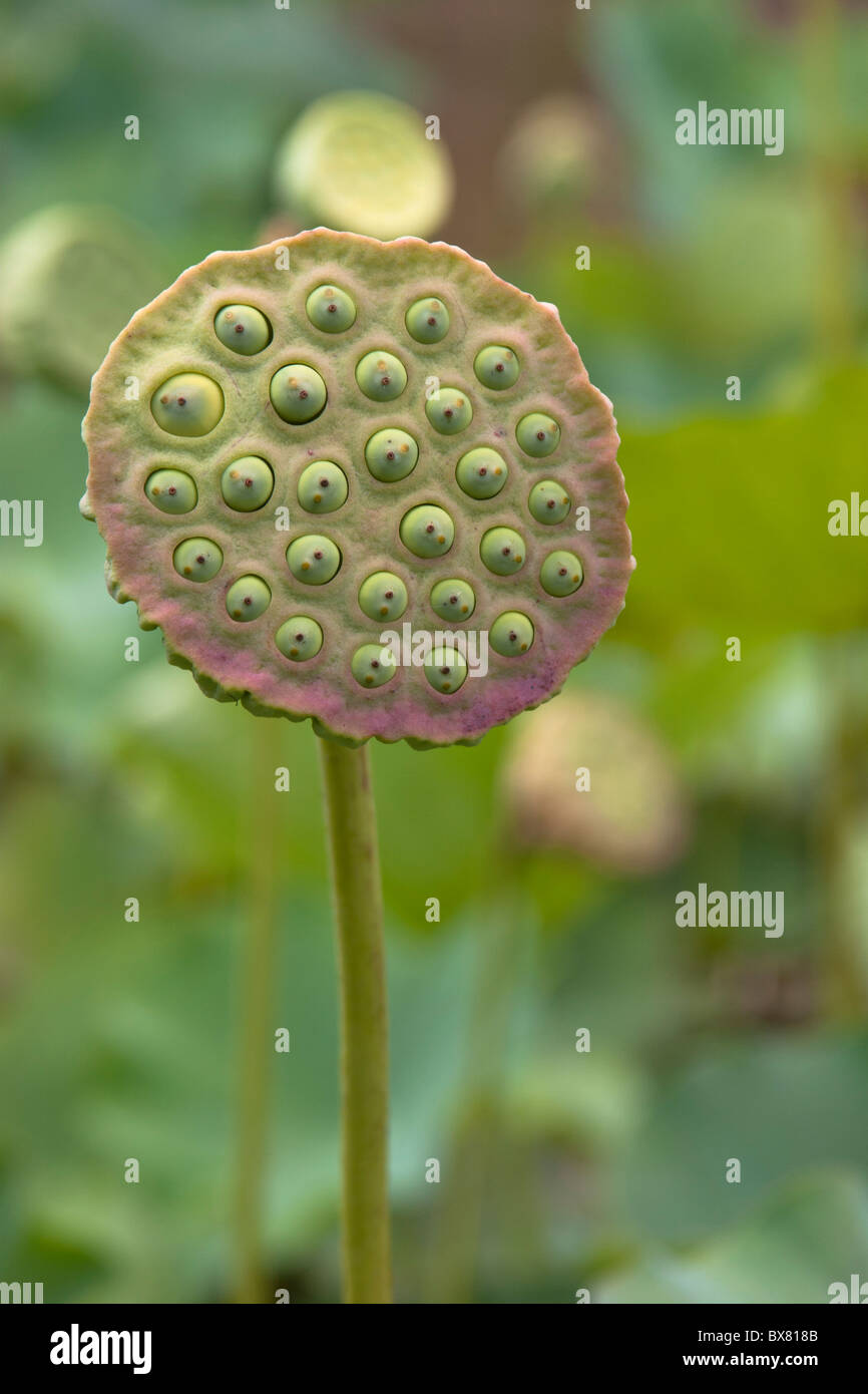Nelumbo Nucifera Stock Photos & Nelumbo Nucifera Stock Images Alamy