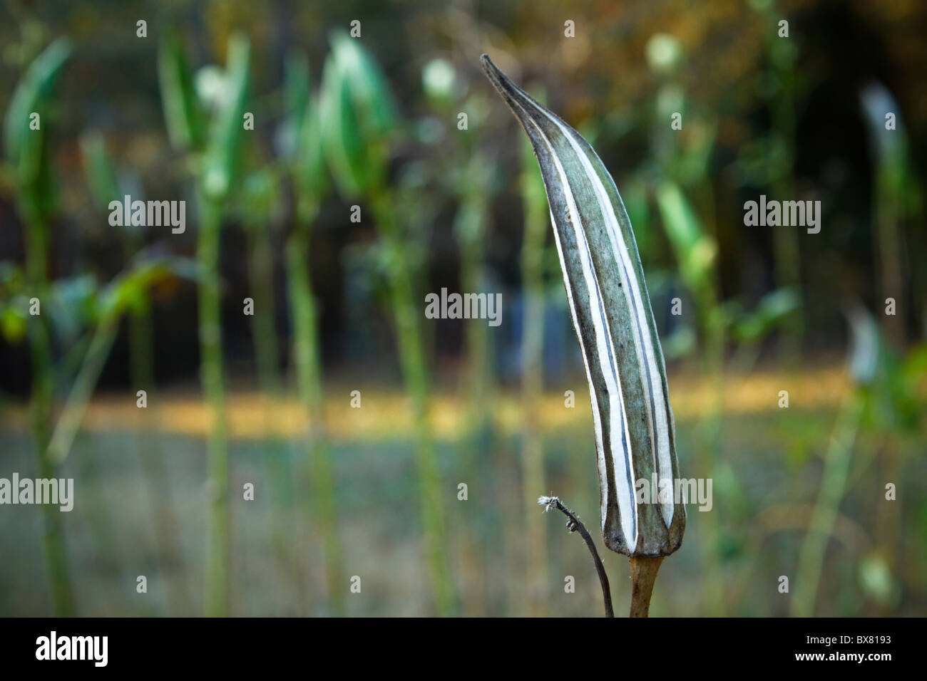 Dried okra seed pod left on plant unpicked in a an okra field one