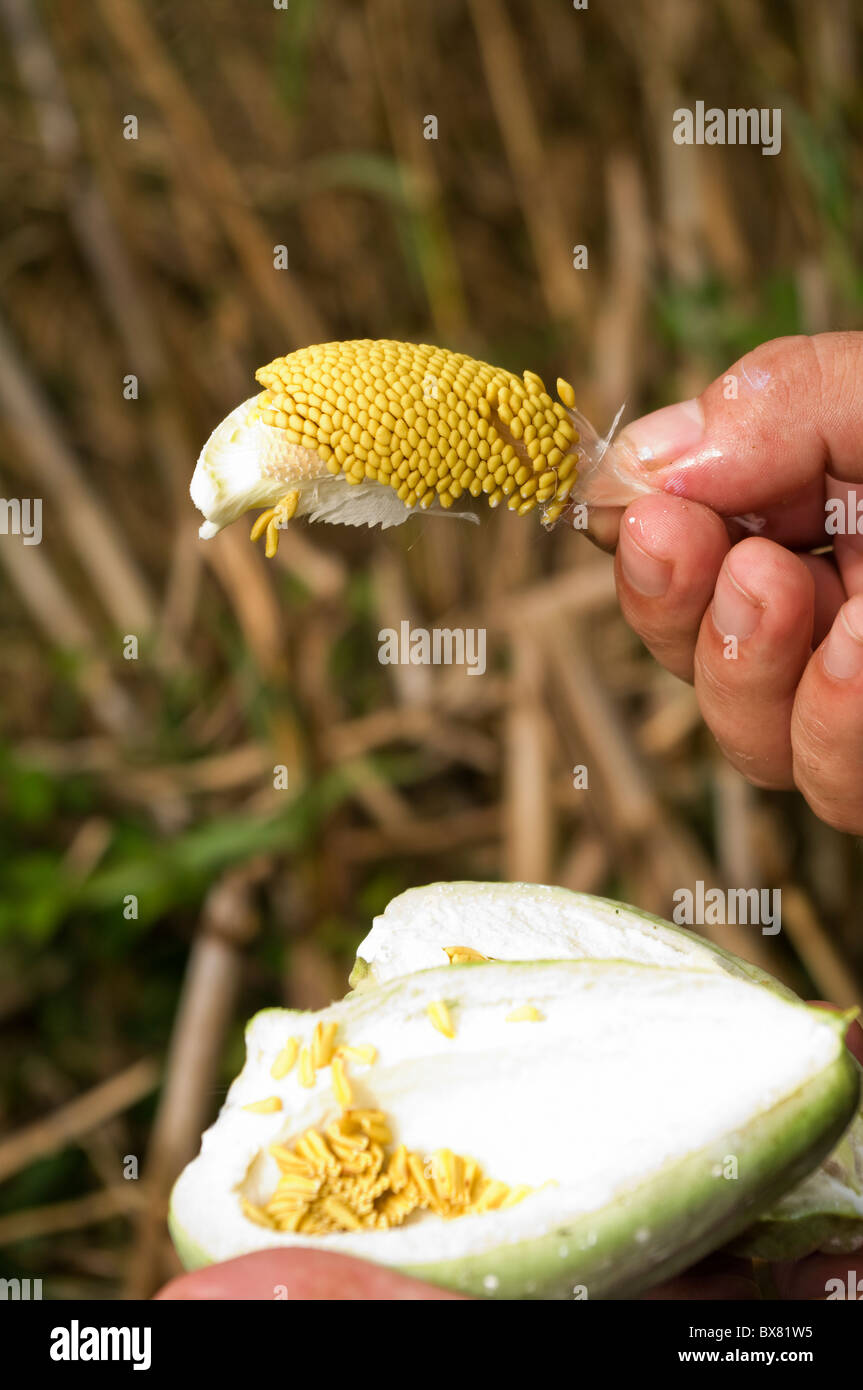 White bladderflower araujia sericifera hi-res stock photography and ...