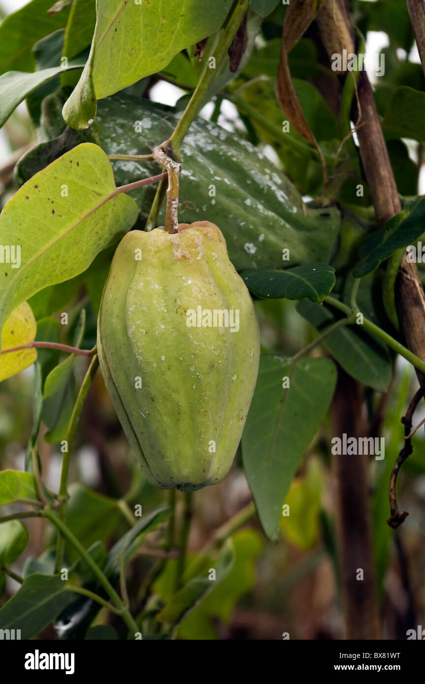 White bladderflower araujia sericifera hi-res stock photography and ...