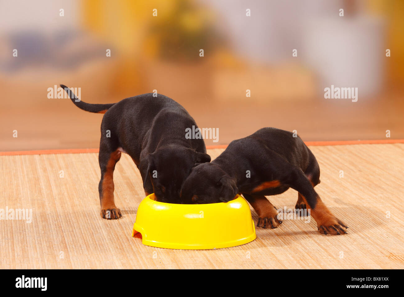 Dobermann Pinscher, puppies, 5 weeks / bowl Stock Photo