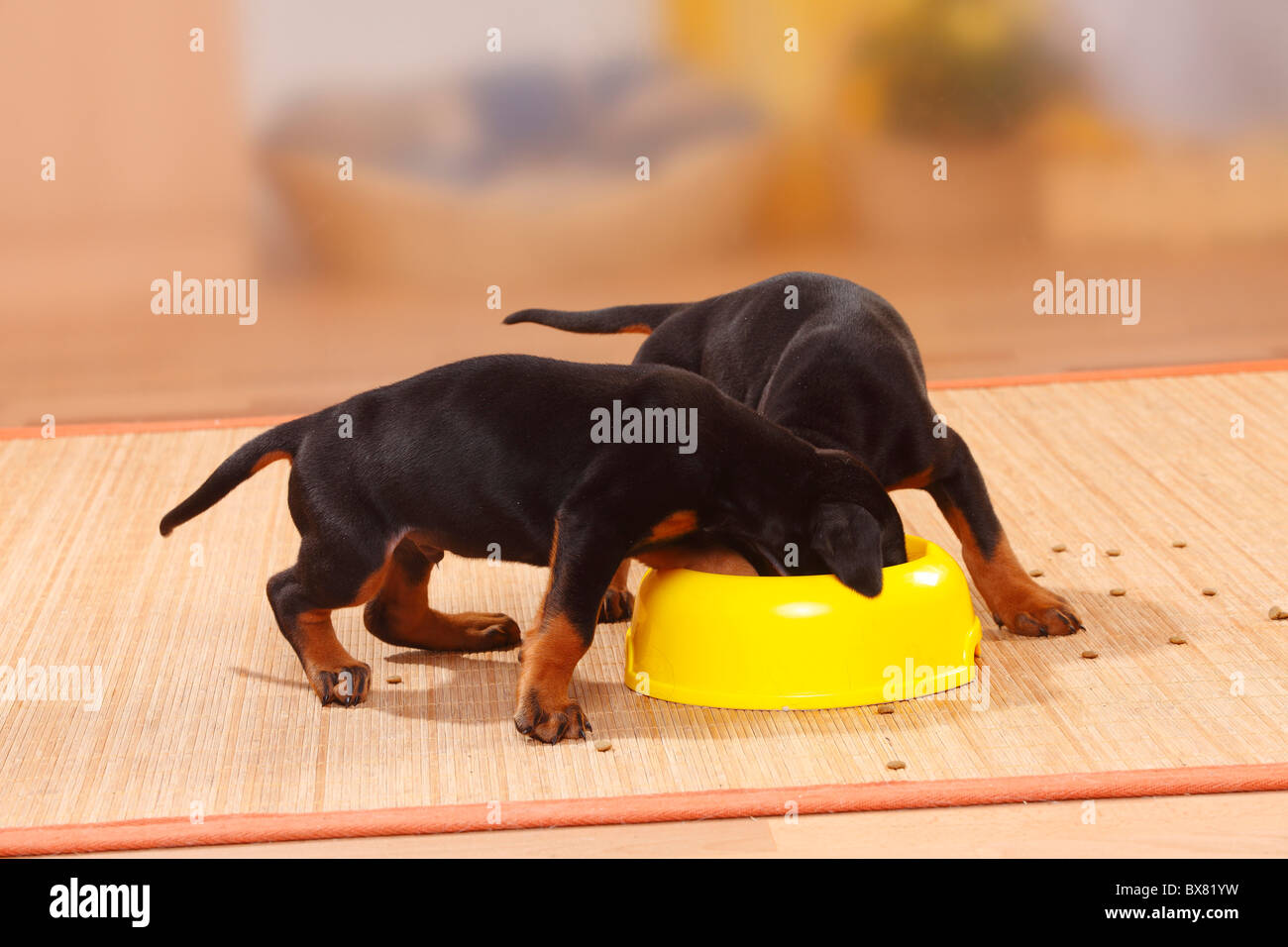 Dobermann Pinscher, puppies, 5 weeks / bowl Stock Photo