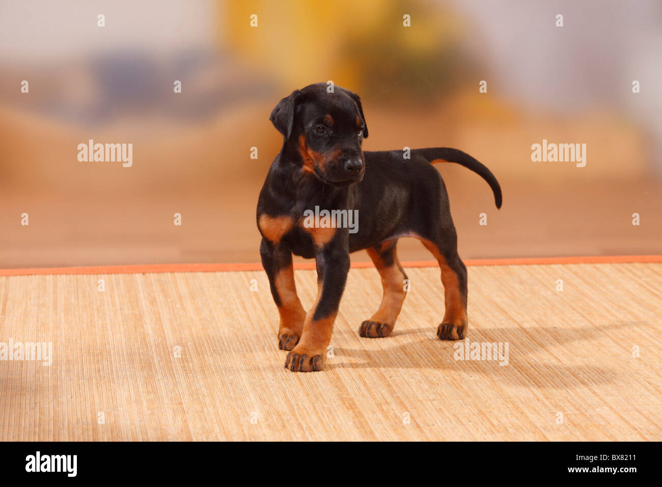 Dobermann Pinscher, puppy, 5 weeks Stock Photo