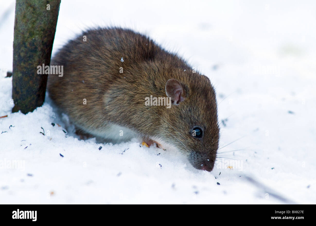 Rat Breeds Stock Photos Rat Breeds Stock Images Alamy
