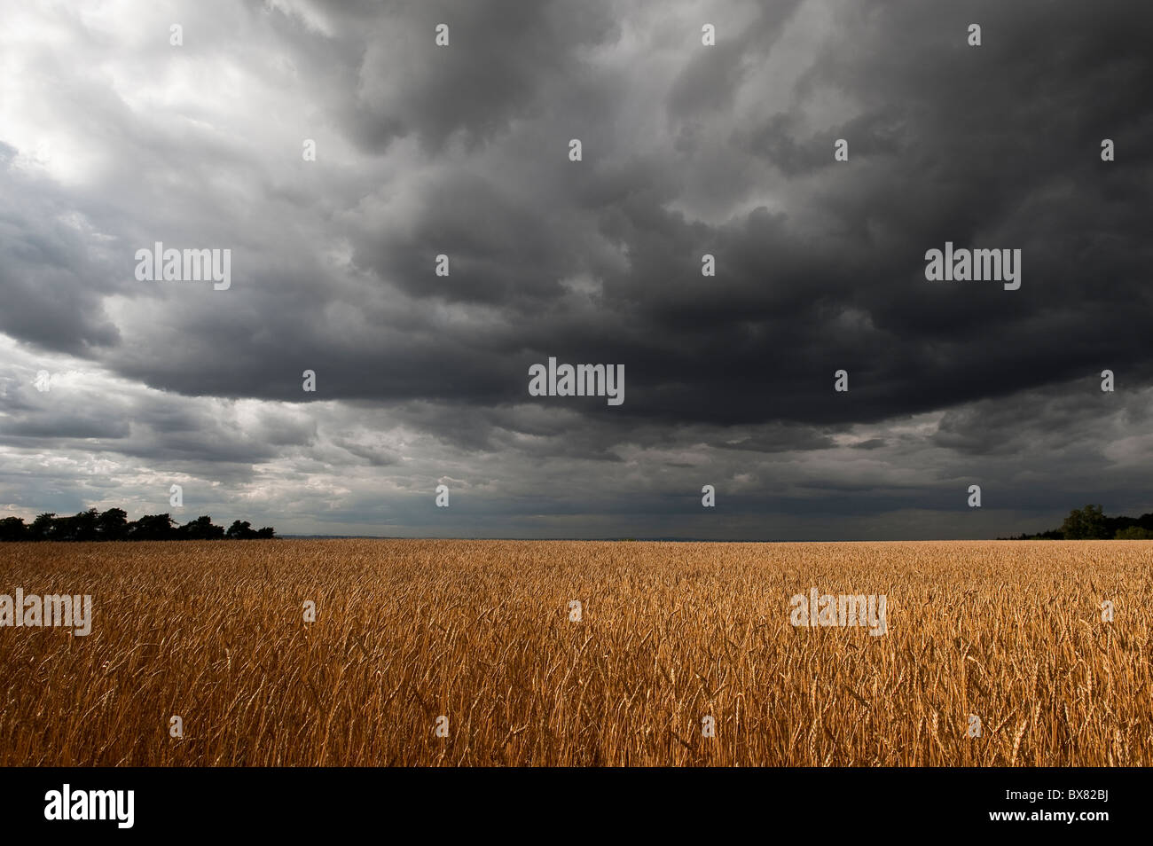 A beautiful isolated English wheat field lit by patches of sunlight with dark stormy skies overhead Stock Photo