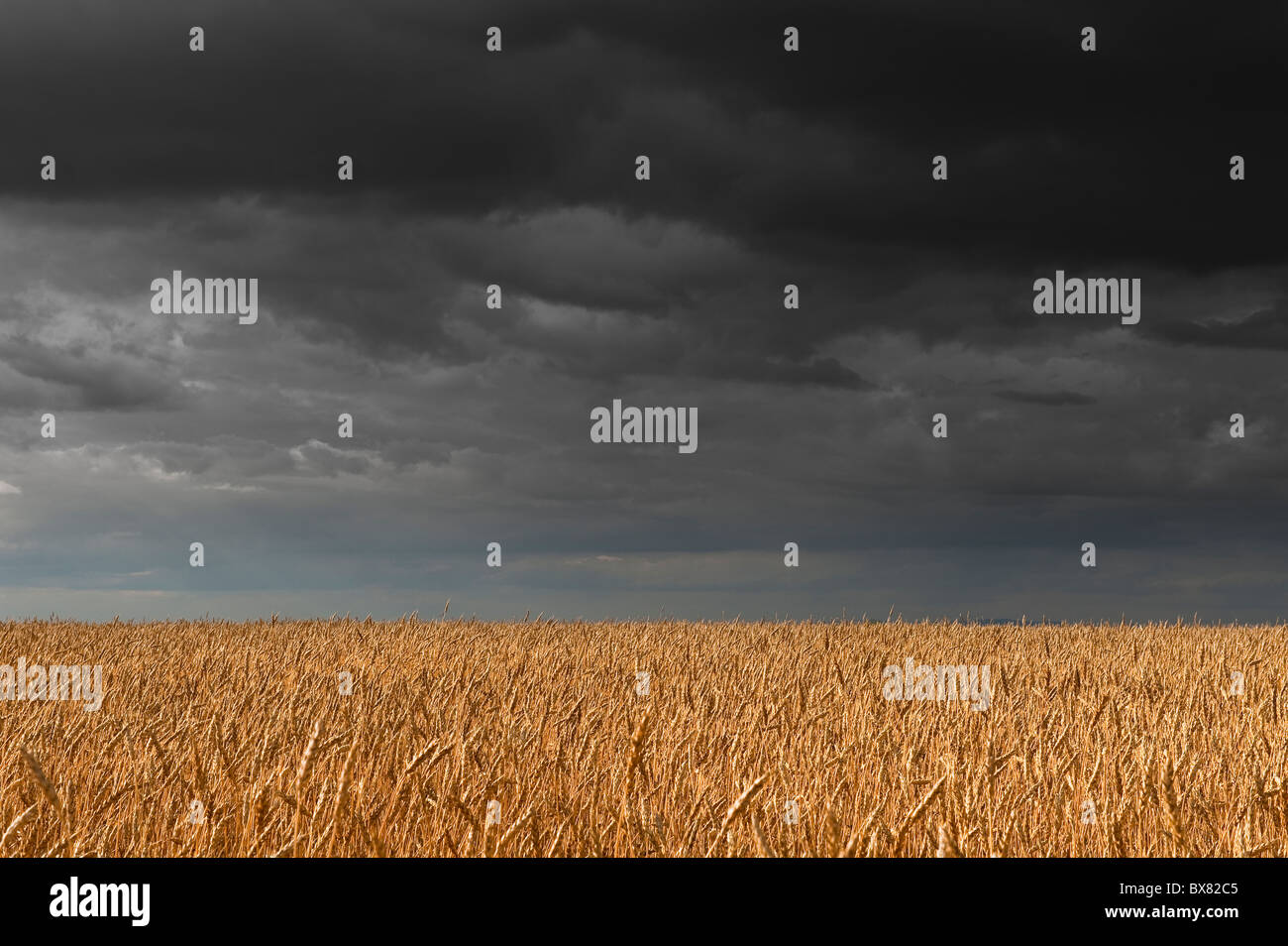 A beautiful isolated English wheat field lit by patches of sunlight with dark stormy skies overhead Stock Photo