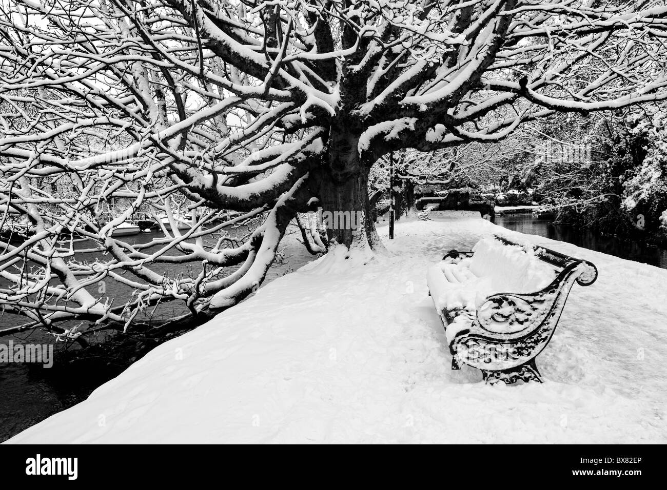 Snowy Tree Stock Photo