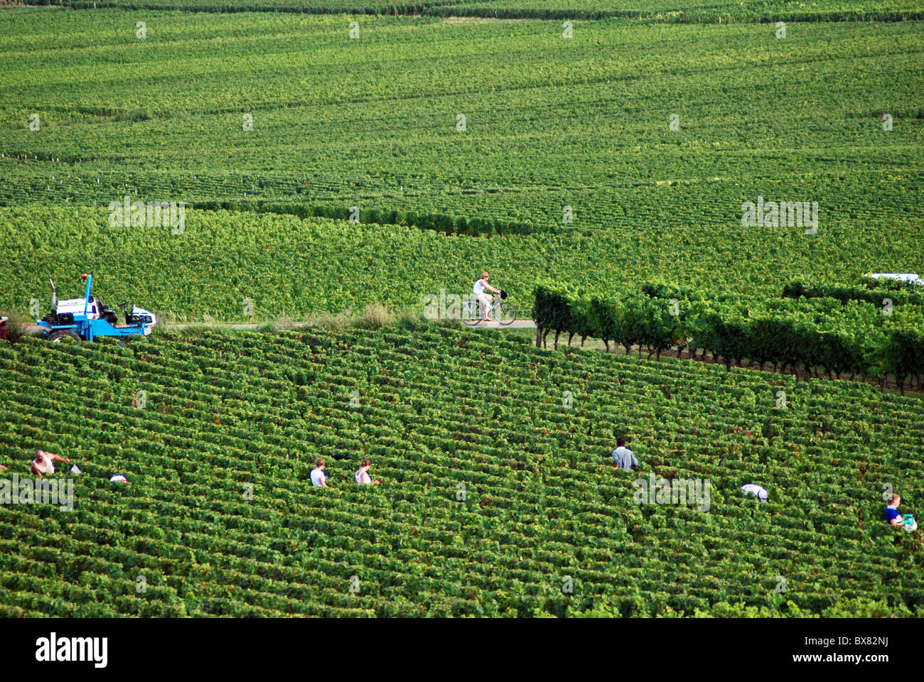 Grape pickers among the vines as a cyclist rides past, Volnay, Burgundy, France Stock Photo