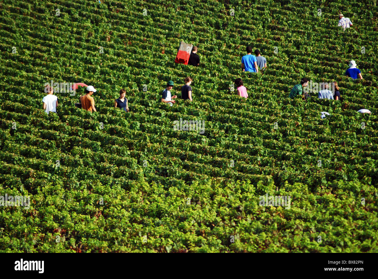 Grape pickers among the vines, Volnay, Burgundy, France Stock Photo