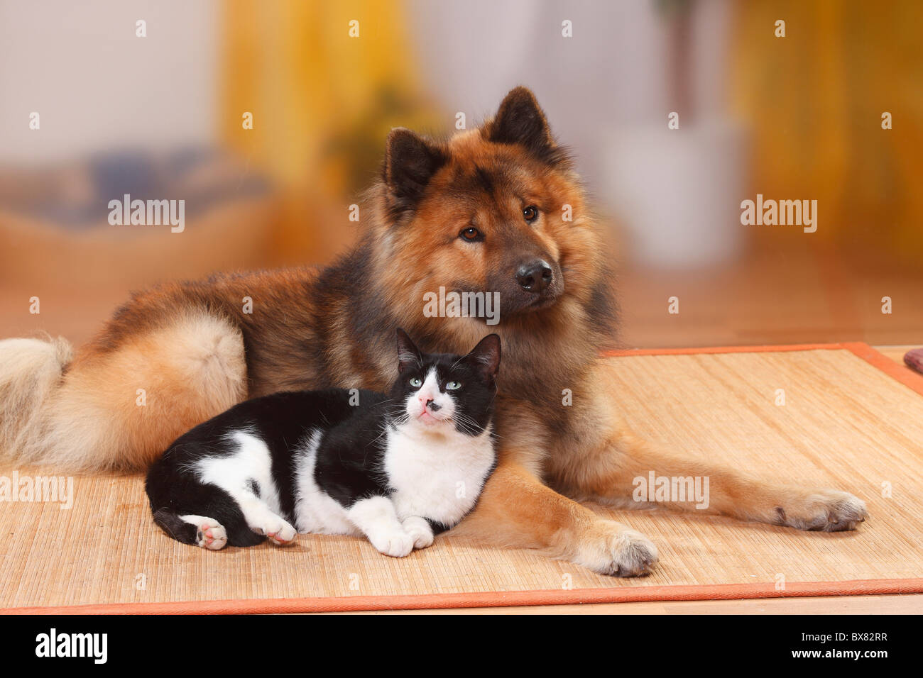 Eurasier and Domestic Cat, tomcat Stock Photo
