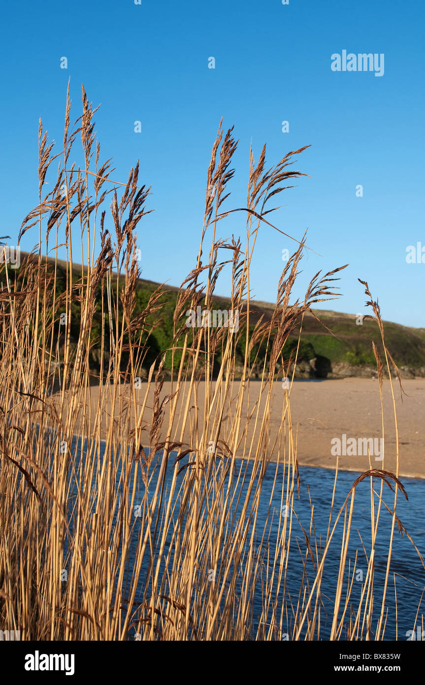 Reed bed hi-res stock photography and images - Alamy