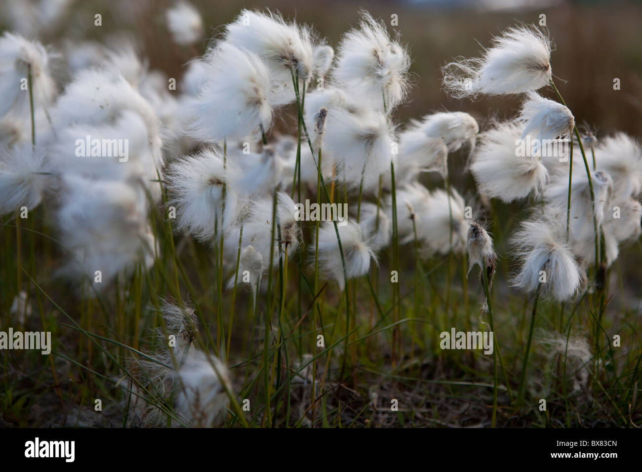 White cottongrass (Eriophorum scheuchzeri or Eriophorum capitatum