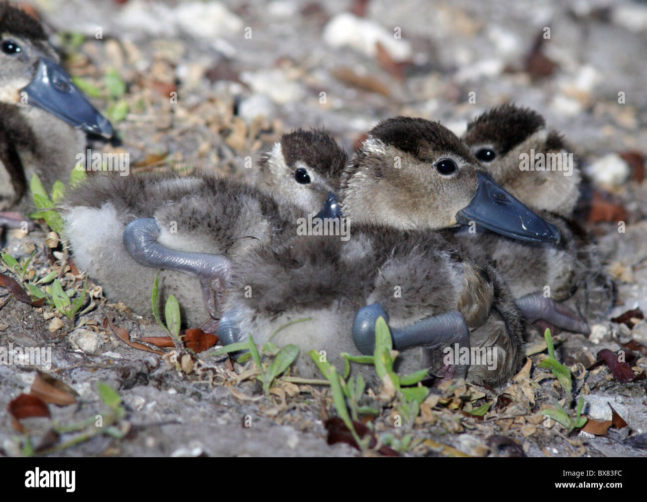 BlackBellied Tree Duck chicks Stock Photo Alamy