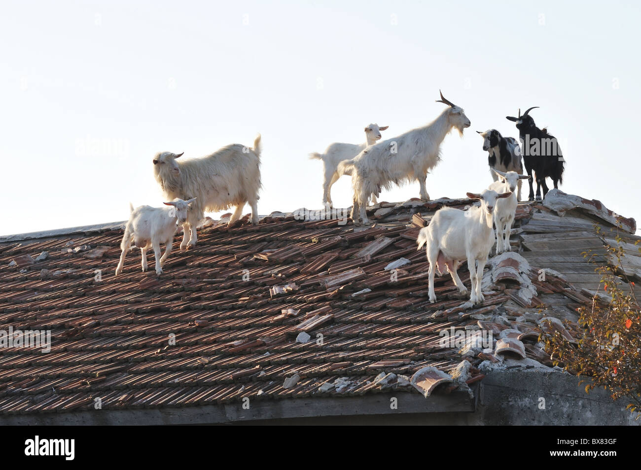 goats on the roof Stock Photo: 33369855 - Alamy