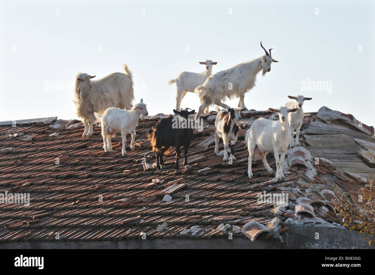 goats on the roof Stock Photo Alamy