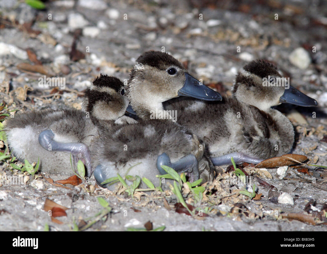BlackBellied Tree Duck chicks Stock Photo Alamy