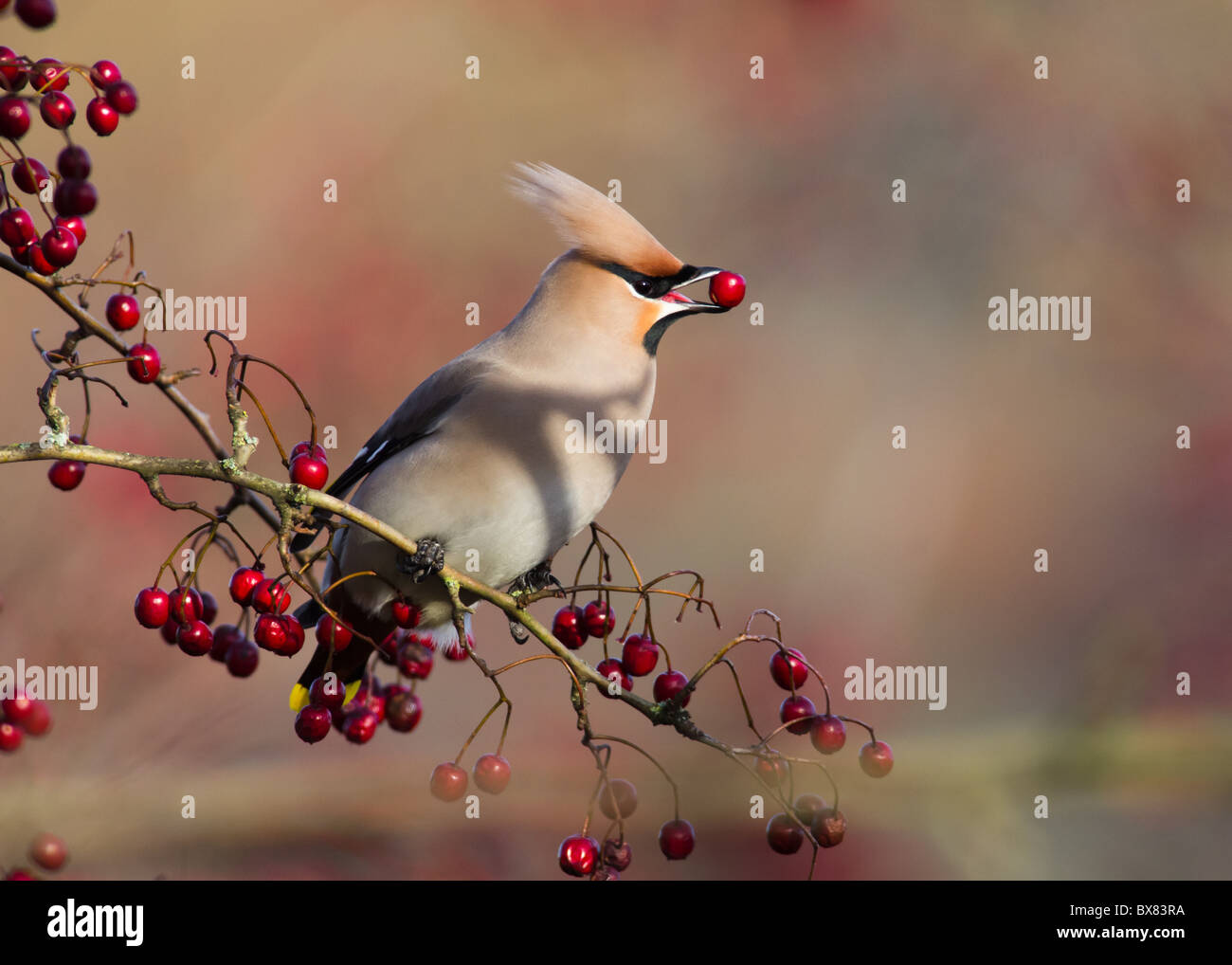 Waxwing with Berry Stock Photo