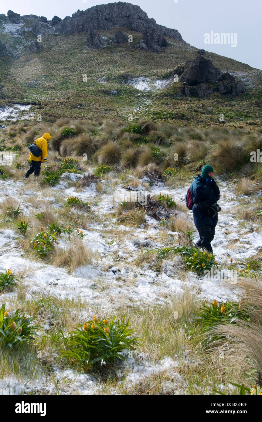 Hikers descending Mt Honey (569 metres) on subantarctic Campbell Island, New Zealand Stock Photo