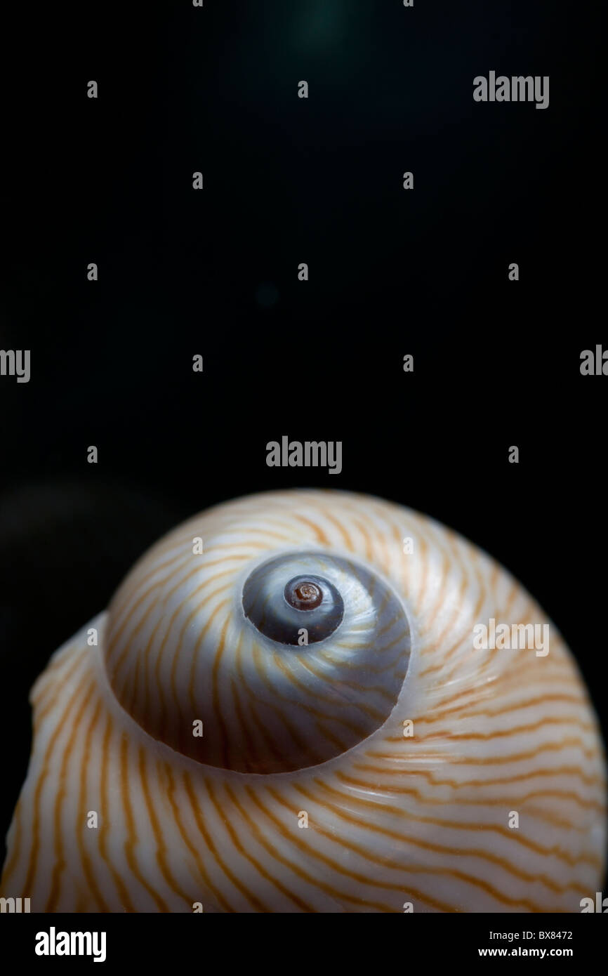 Moon snail shells from Sanibel Island, Florida Stock Photo