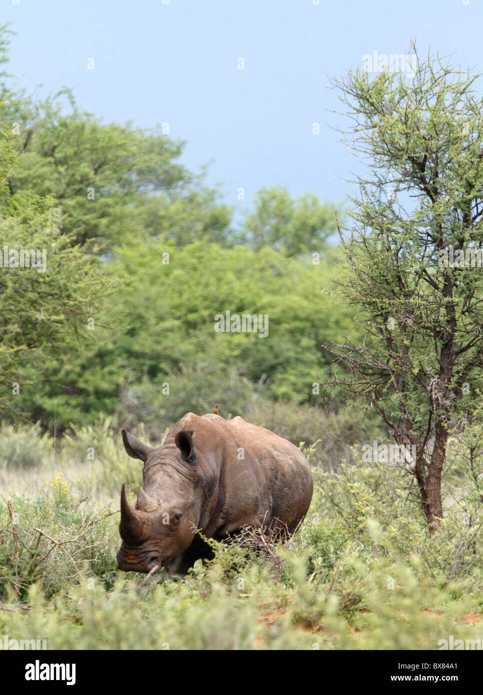 White or square-lipped rhinoceros (Ceratotherium simum) Stock Photo