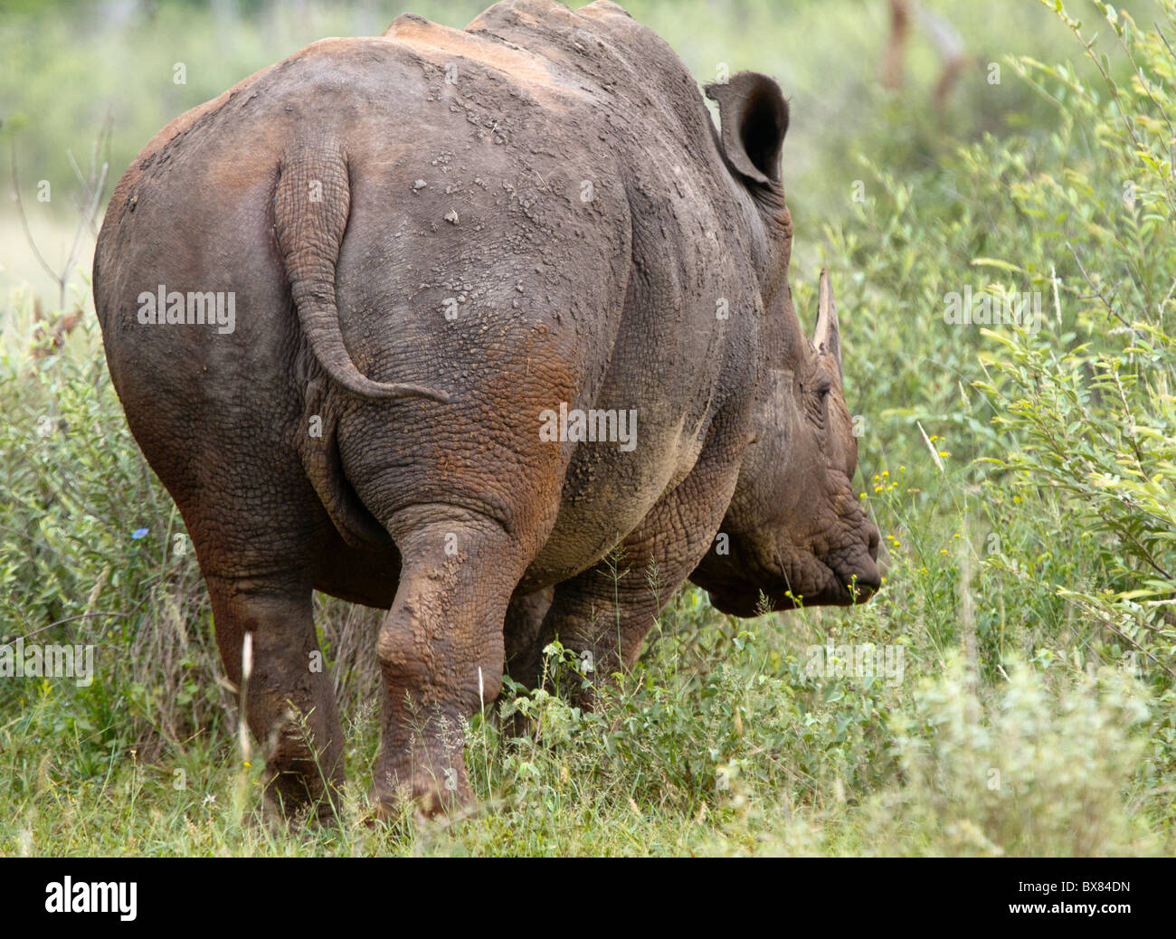 White or square-lipped rhinoceros (Ceratotherium simum) Stock Photo