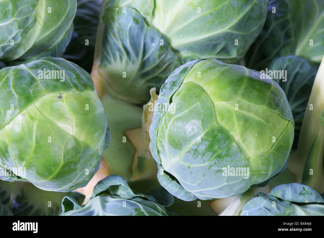 macro of a stalk of brussels sprouts Stock Photo