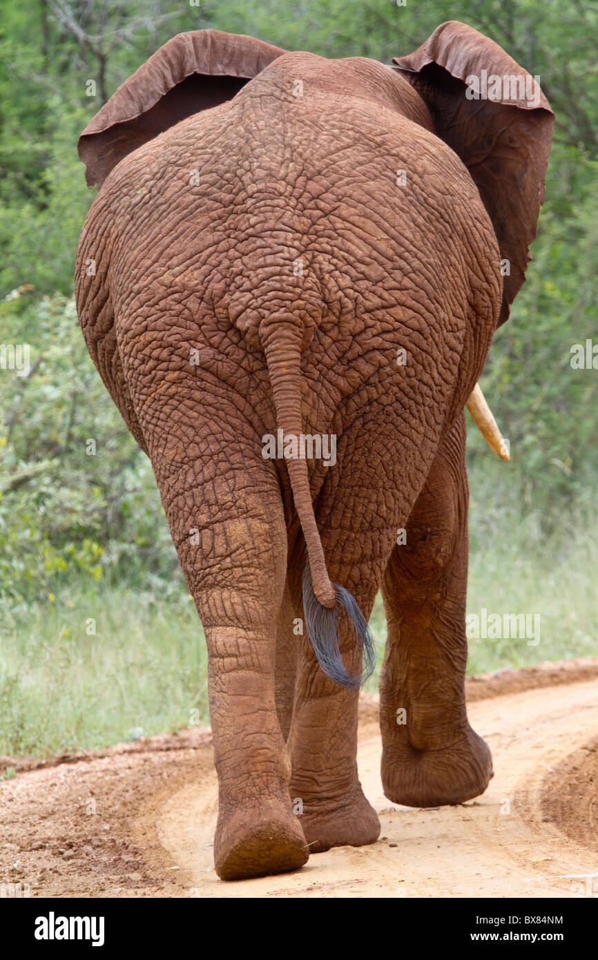 African elephant (Loxodonta africana) walking away from the camera. Stock Photo