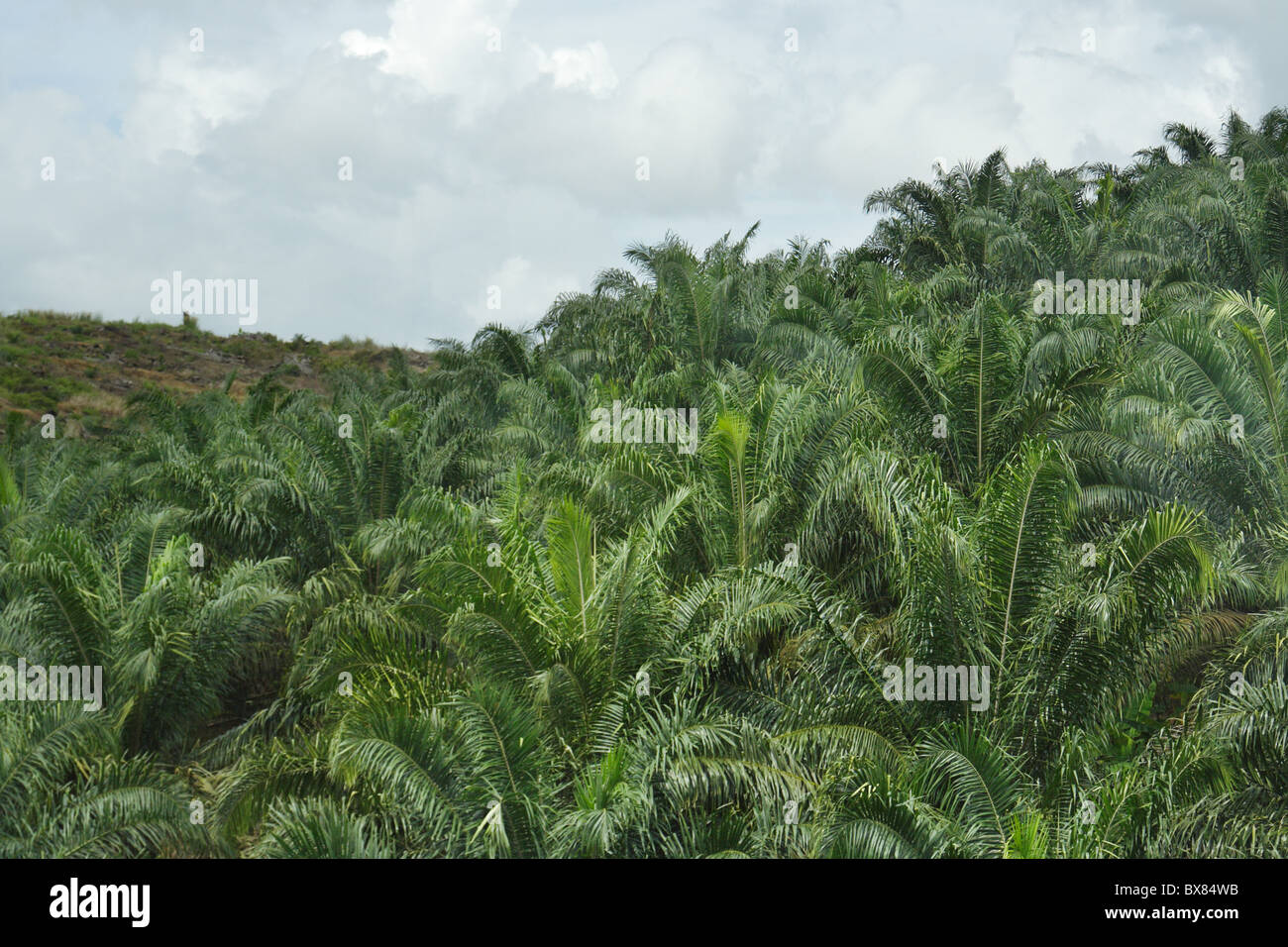 Oil palm plantation in Malaysia. Stock Photo