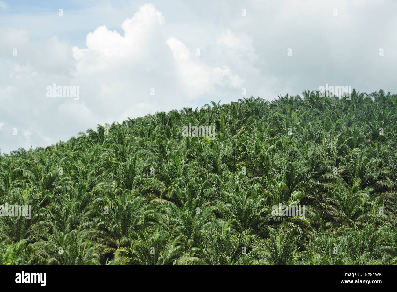 Oil palm plantation in Malaysia. Stock Photo