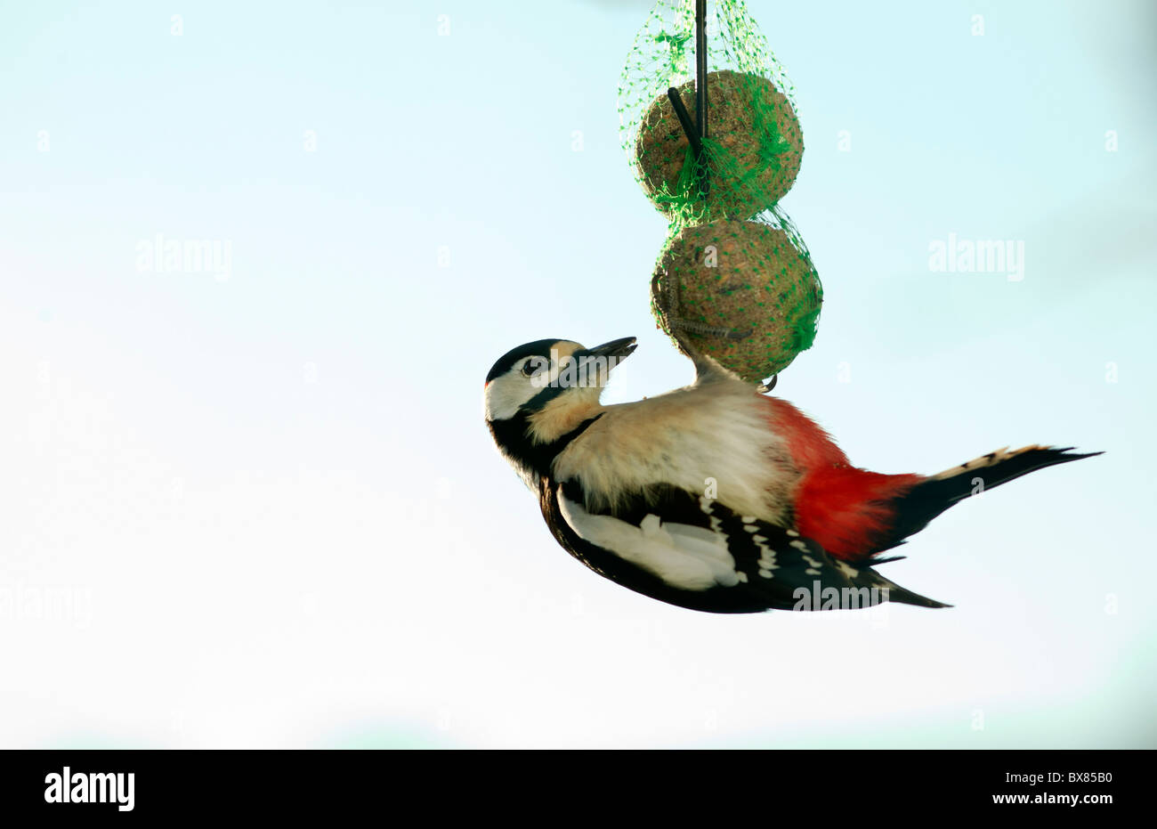 Great spotted woodpecker, Större hackspett (Dendrocopos major) Stock Photo