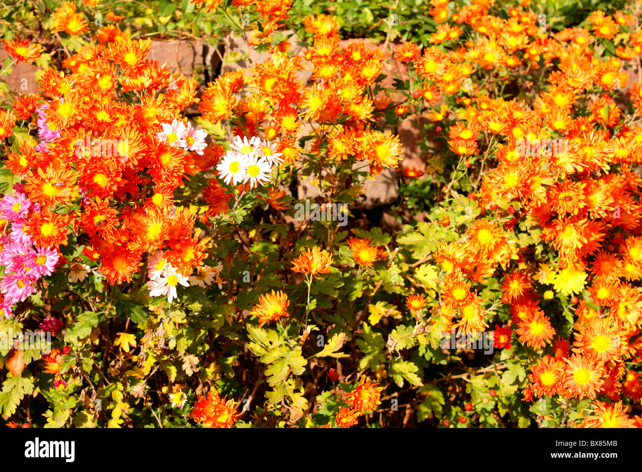 Flower garden Stock Photo