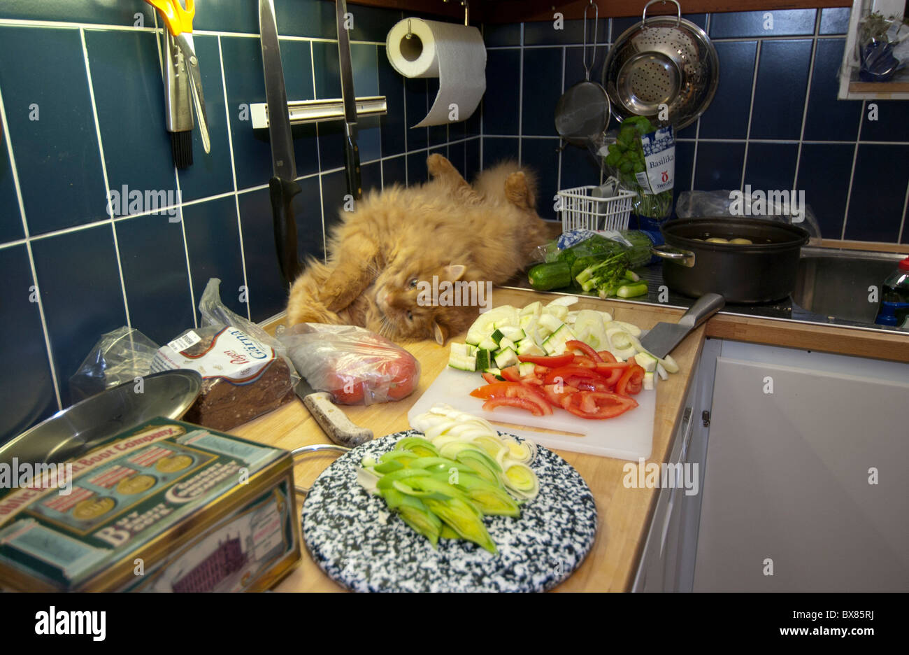 Cat In The Kitchen Stock Photo Alamy