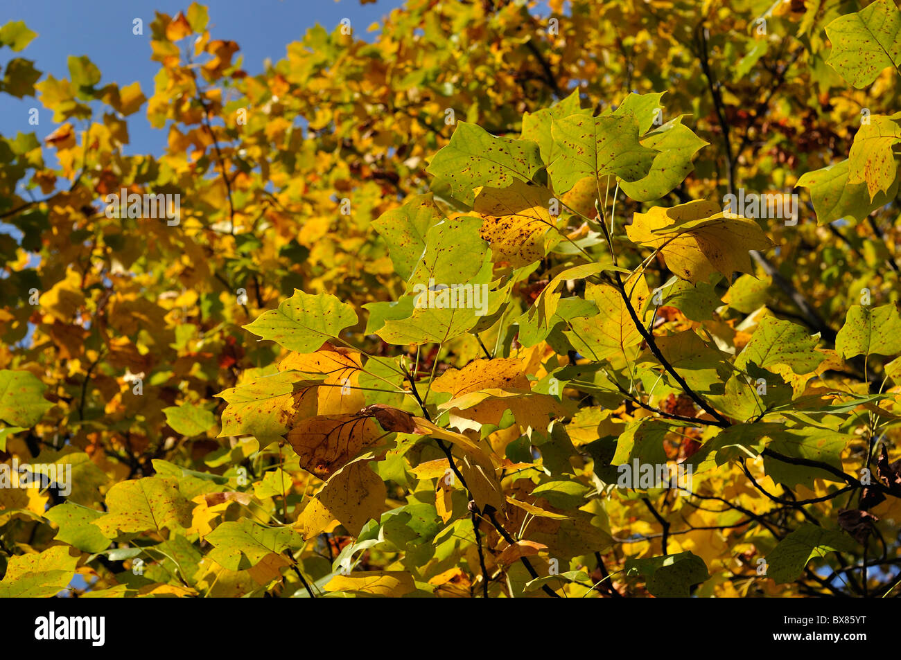 Autumn leaves 'Momiji' against blue sky (Japan) Stock Photo