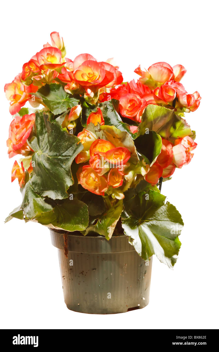 Flower of begonia Stock Photo