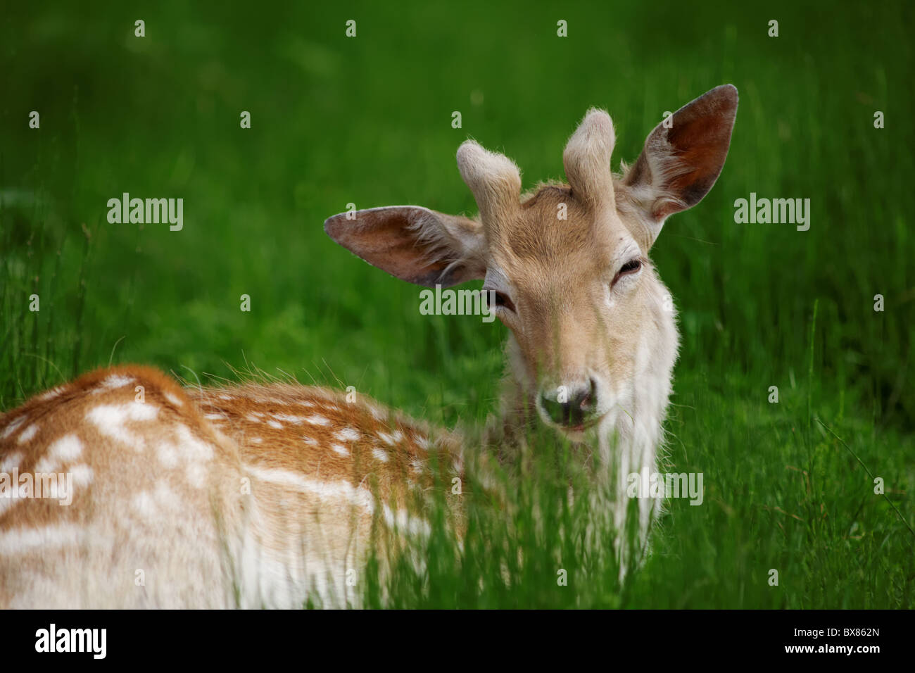 Un cerf couché sur l'herbe de la forêt Stock Photo - Alamy